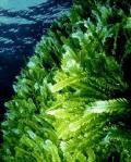 green_algae.jpg